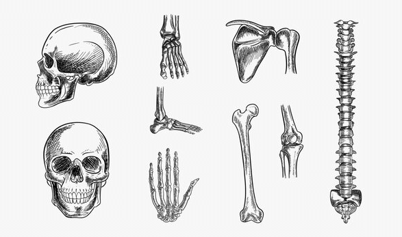 Easy:9qs9xgbv4jo= Skeleton Drawing