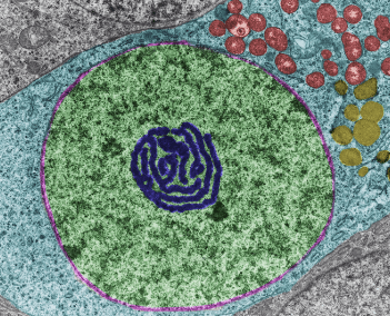 Learning Through Art: Lipid Structure