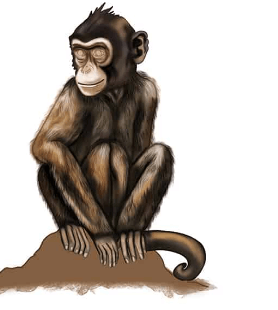 Drawing:Uqp7yroofp0= Monkey