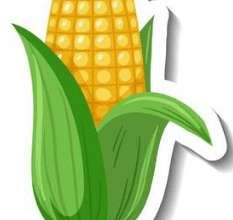 Clipart:5zd5he9anmy= Corn