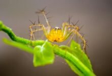deadly arachnid species identified