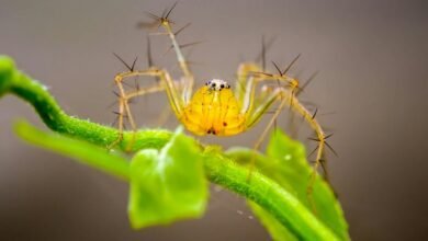 deadly arachnid species identified
